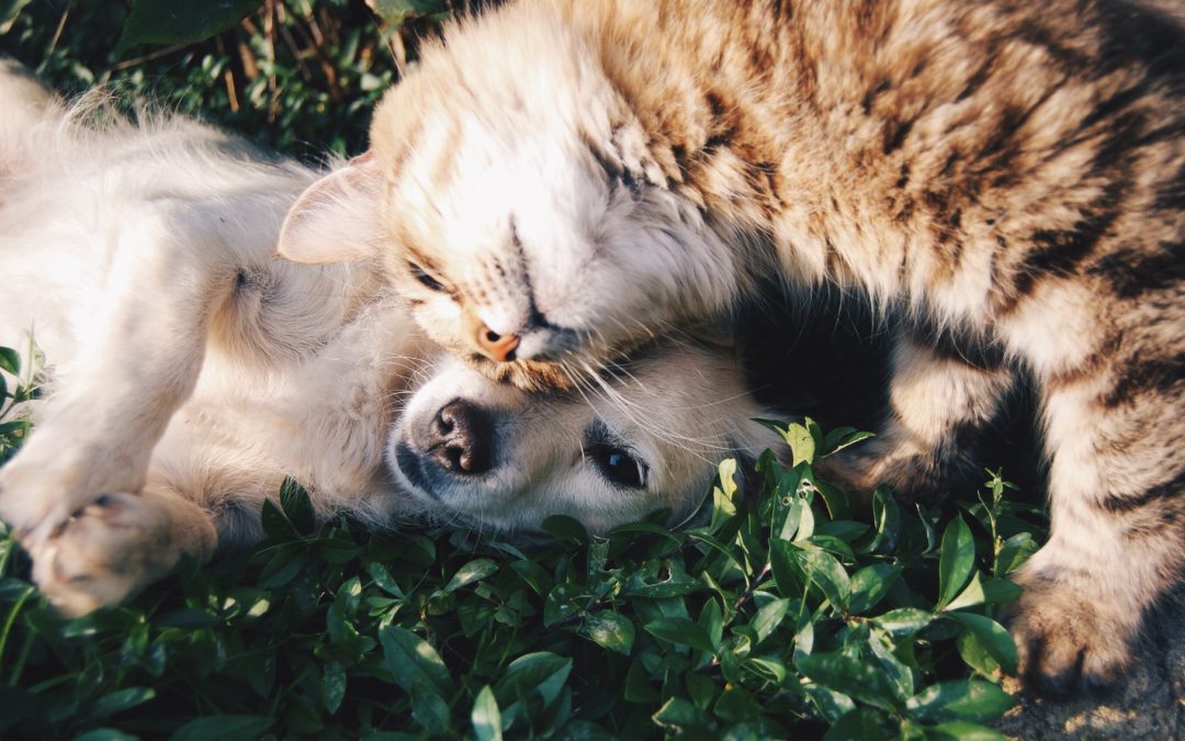 Cannabis and Our Furry Friends
